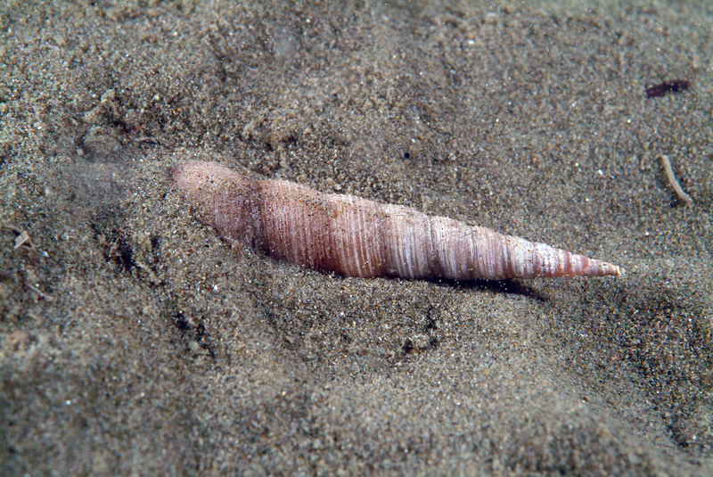 Turritella communis